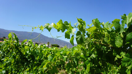 Fototapeta na wymiar Grape plant green branches in the sun on a blue sky and mountain background in Guimar, Tenerife, Canary Islands, Spain