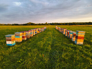 bee hives in the field