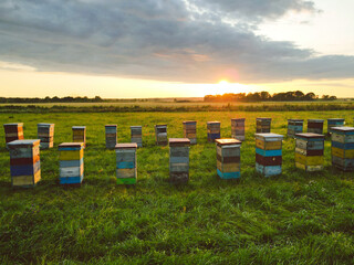 bees on a beehive