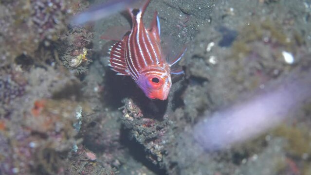 Crowned squirrelfish swimming above rocky reefs in sea