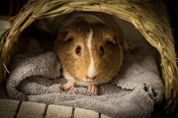 front view of a guinea pig