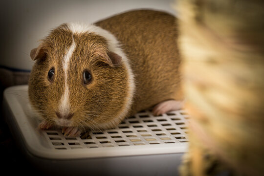 guinea pig with litter toilet