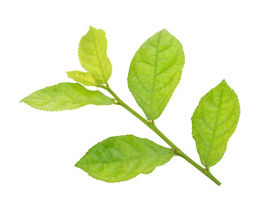 Naklejka na ściany i meble green siamese rough bush leaves use for herb concept.transparent png
