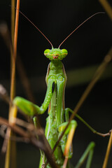 Adult green male of Praying Mantis (Mantis religiosa) portrait