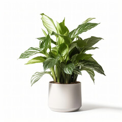 green plant in a white flowerpot isolated on white