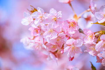 満開の河津桜　愛知県南知多町