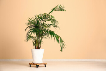 Potted palm tree near beige wall in room