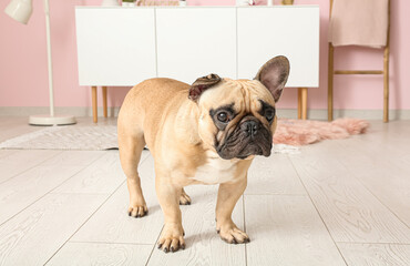 Cute French bulldog in living room