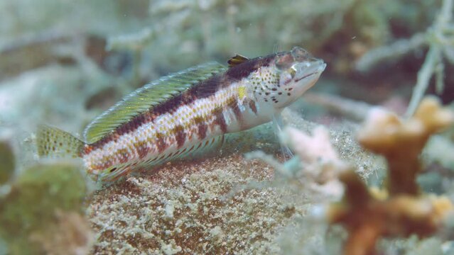 Lizard fish swims over reefs in waters of Philippines