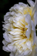 Obraz premium close up of a white and yellow peony