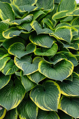 Hosta plant closeup with green and yellow leaves