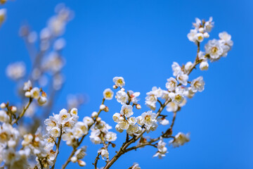 満開の梅の花　白梅