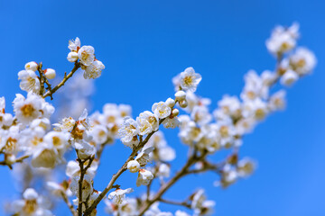 Fototapeta premium 満開の梅の花 白梅