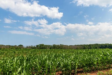 Fototapeta na wymiar Cornfield in summer with grass and trees and sunny blue sky with white clouds