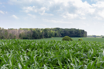 Fototapeta na wymiar Cornfield in summer with grass and trees and blue sky with white clouds