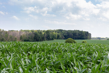 Cornfield in summer with grass and trees and blue sky with white clouds