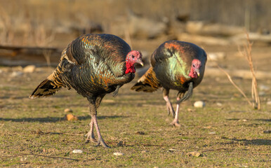 Colorful American wild turkey(s) display brilliant plumage as they compete for mates and forage for food.