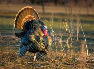 Colorful American wild turkey(s) display brilliant plumage as they compete for mates and forage for food.