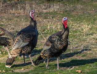 Colorful American wild turkey(s) display brilliant plumage as they compete for mates and forage for...