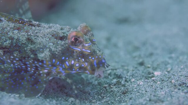 Dragonet crawling on sandy bottom of transparent waters