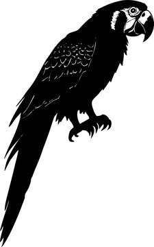 black graphic drawing silhouette of a parrot, design, logo, monochrome graphics