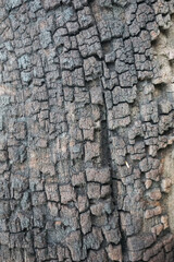 texture, wood, nature, pattern, material, wall