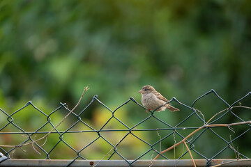 sparrow on a fence