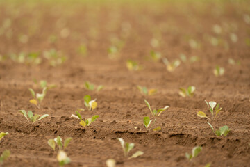 Agriculture
