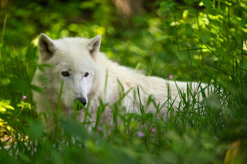 white wolf lupus
