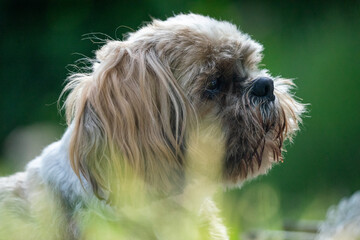 portrait of a dog