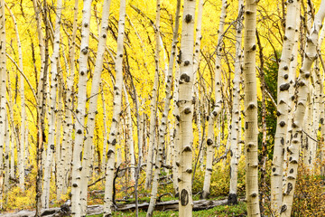 A stand of Yellow aspen trees.
