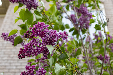 Common lilac shrub tree - beautiful purple flower - brick background with green leaves. Taken in Toronto, Canada.