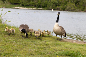 Baby geese flock - geese eating - cute canadian geese - tiny cute baby geese - water background. Taken in Toronto, Canada.