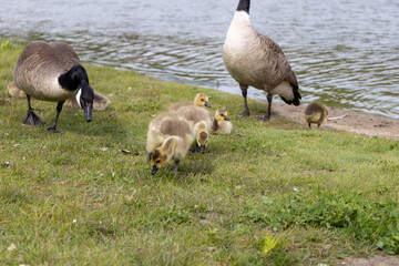 Baby geese flock - geese eating - cute canadian geese - tiny cute baby geese - water background. Taken in Toronto, Canada.