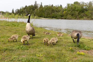 Baby geese flock - geese eating - cute canadian geese - tiny cute baby geese - water background. Taken in Toronto, Canada.