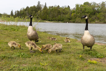 Baby geese flock - geese eating - cute canadian geese - tiny cute baby geese - water background. Taken in Toronto, Canada.
