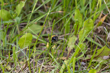 Carpenter bee sitting on grass - nectar stuck - close up. Taken in Toronto, Canada.