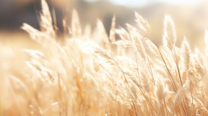 Wheat grass with copy space for text, illustration for product presentation and template design.