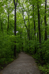Fototapeta na wymiar Forest pathway background - green trees. Taken in Toronto, Canada.