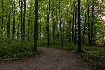 Obraz premium Forest pathway background - green trees, leaves. Taken in Toronto, Canada.