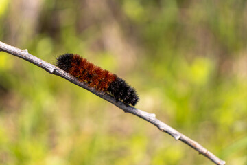 Orange black woolly bear caterpillar crawling over tree branch - green leaf blurred background. Taken in Toronto, Canada.