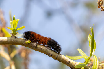 Orange black woolly bear caterpillar crawling over tree branch - blue sky blurred background. Taken...