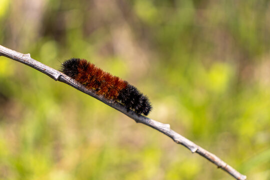Orange black woolly bear caterpillar crawling over tree branch - green leaf blurred background. Taken in Toronto, Canada.