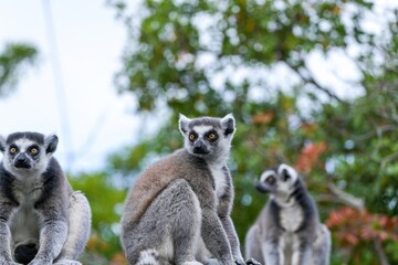 周囲を警戒するワオキツネザル