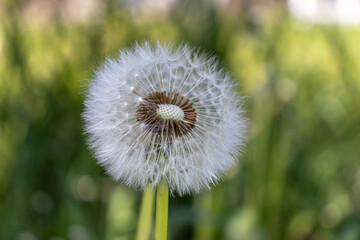 Dandelion fluff pappus seeds, half blown away - close up green background. Taken in Toronto, Canada.