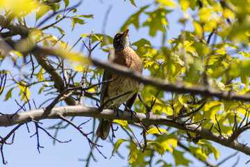 American robin perched on tree - green leaf background. Taken in Toronto, Canada.