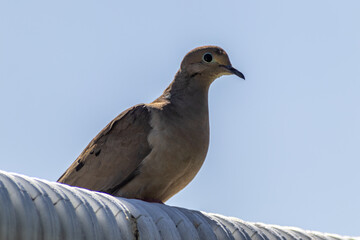 Mourning dove perched on white tube - close-up portrait - blue sky. Taken in Toronto, Canada.