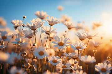 realistic Idyllic daisy bloom in spring summer autumn season with yellow sun ray in evening or...
