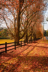 Naklejka premium Autumn leaves on a country road 