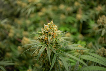Super Lemon Haze